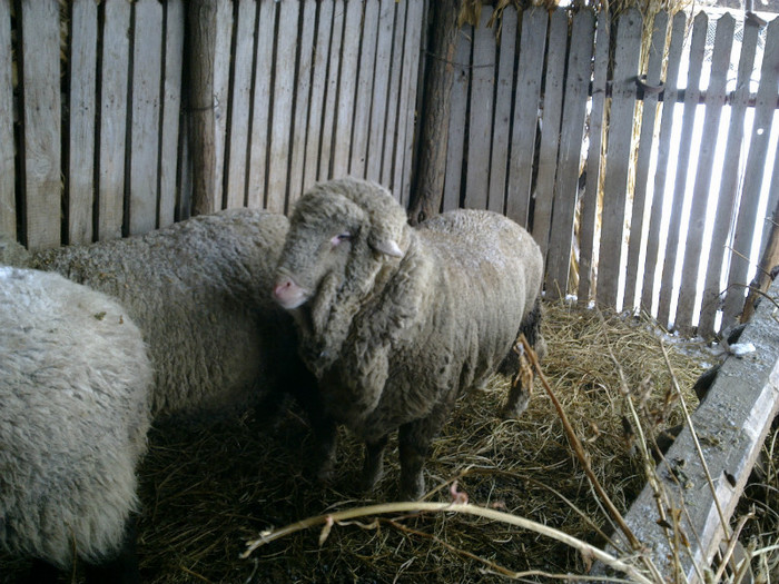 11022012853 - MERINOS DE PALAS