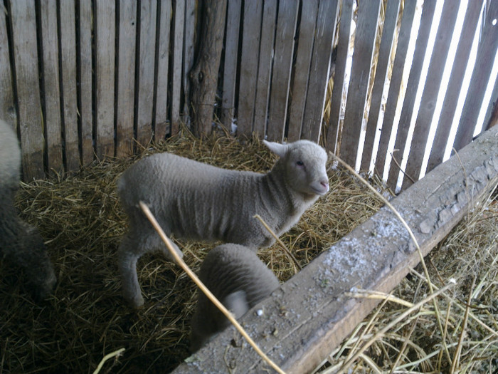 11022012854 - MERINOS DE PALAS