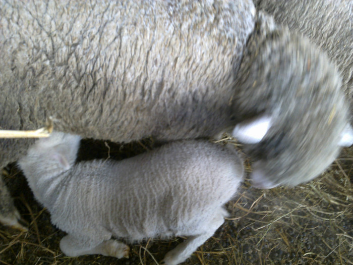 11022012855 - MERINOS DE PALAS