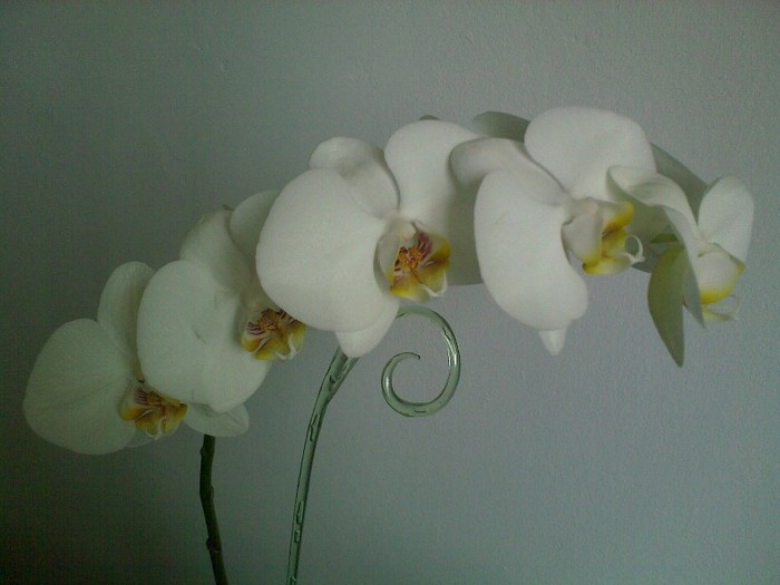 02042011780 - Phalaenopsis Sogo Yukidian