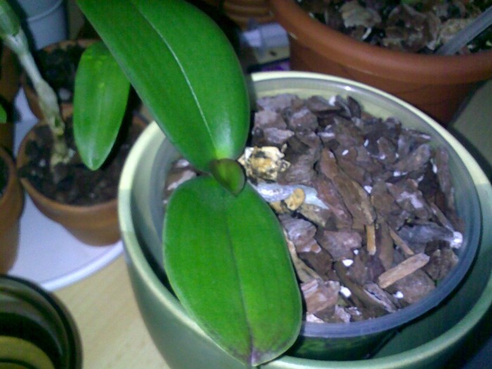 011220111314 - Phalaenopsis Sogo Yukidian