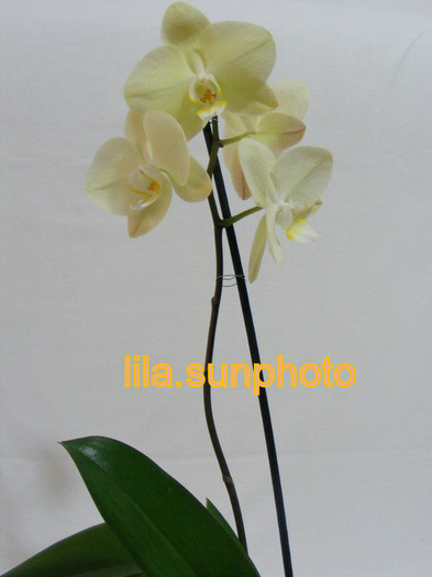  - orhidee 2010-2012