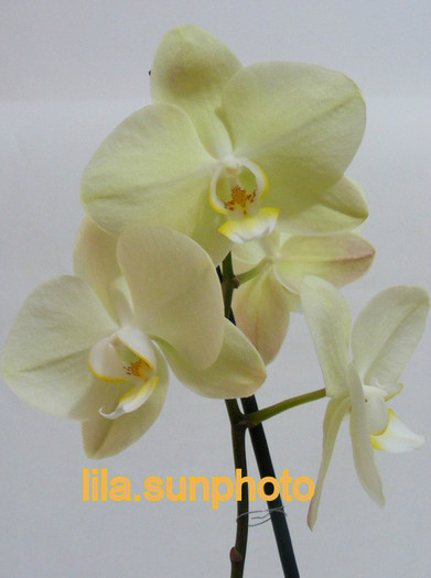  - orhidee 2010-2012