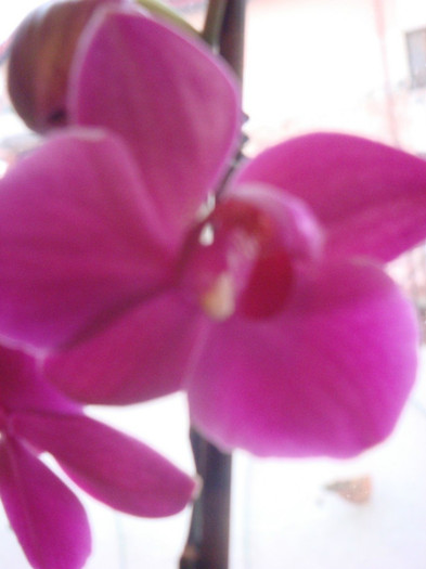 DSC03368 - orhidee 8 ian 2012