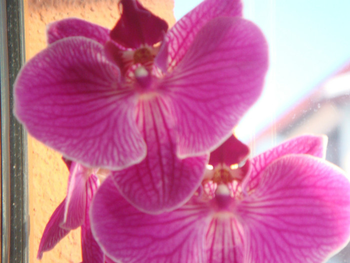 lila cu dungi lila inchis - orhidee 8 ian 2012