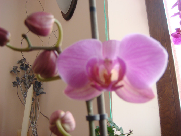 lila deschis cu dungi - orhidee 8 ian 2012