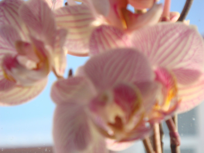 lila deschis cu dungi lila inchis 1 - orhidee 8 ian 2012