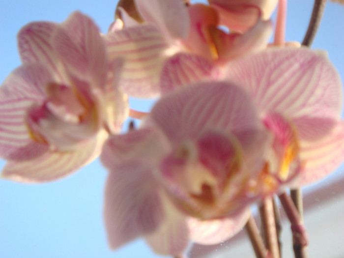 lila deschis cu dungi lila inchis  2 - orhidee 8 ian 2012
