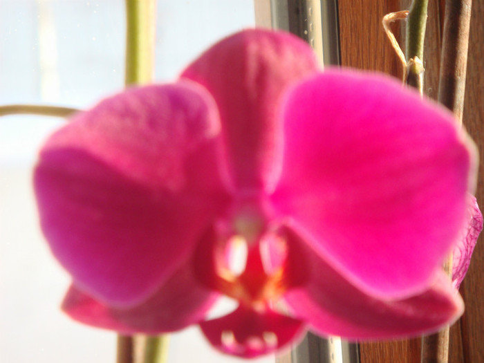 lila inchis simplu 1 - orhidee 8 ian 2012