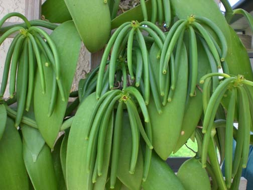 Vanilla planifolia(vanilia) Lastari de vanzare