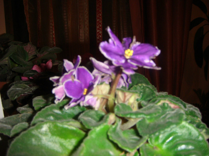 DSC03433 - violete ian-febr 2012