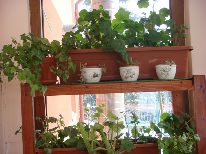 DSC03608 - plante la iernat