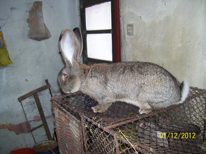 tot masculul de la flavius vaida; parintii lui peste 10 kg
