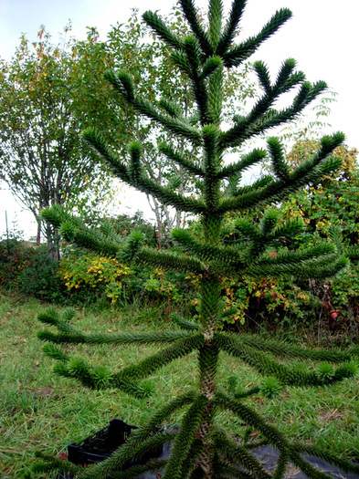 Araucaria araucana - 1-de vanzare 2019-2020- SEMINTE TROPICALE RARE