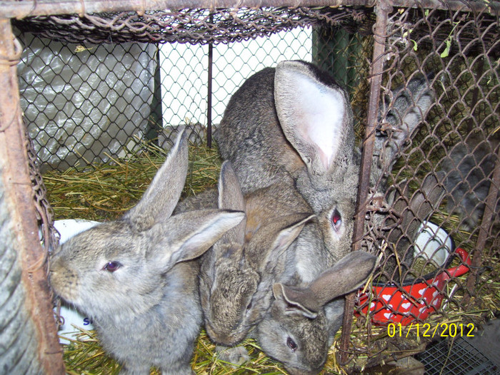 femela origini grun sinicolau mare - poze iepuri 2012 februarie 12