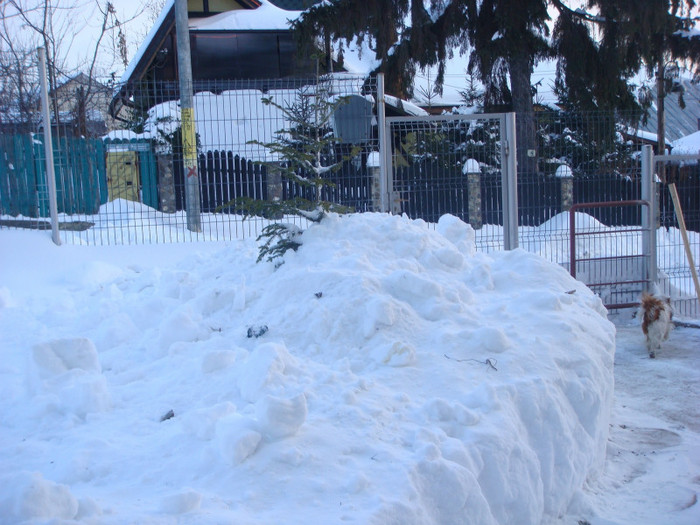 DSC03550 - 8 febr 2012 seara