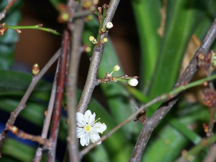 100_5307 februarie 2012