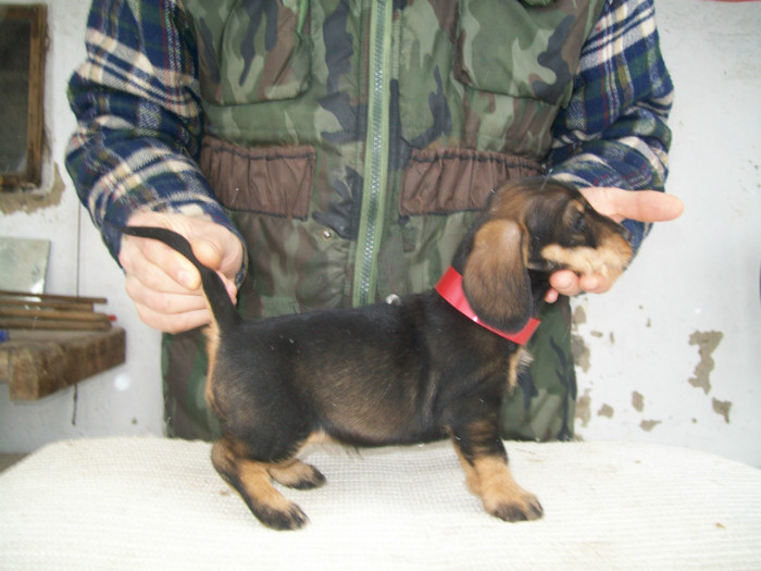 12 02 2012 015 - litera B din MAX si MAYA  2011