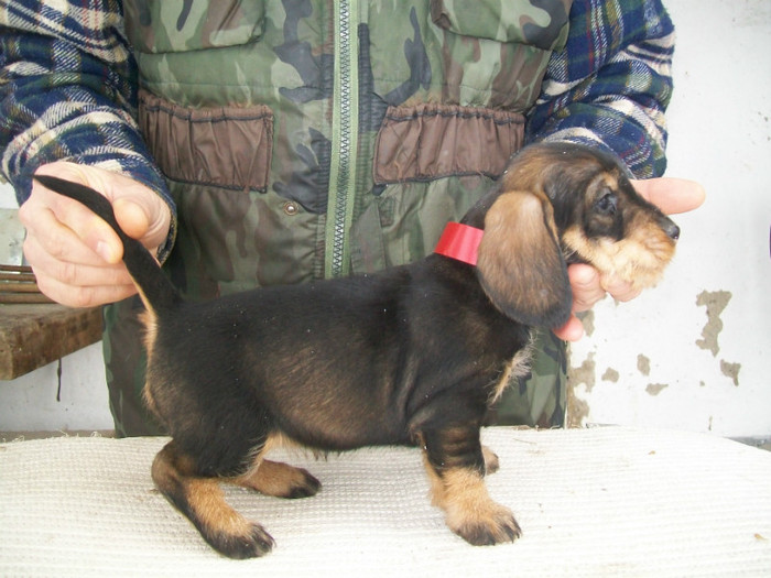 12 02 2012 016 - litera B din MAX si MAYA  2011