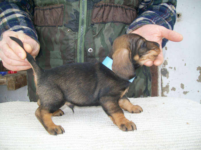 12 02 2012 017 - litera B din MAX si MAYA  2011