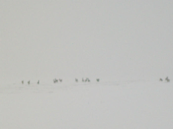 12 02 2012 caprioare - Poze din natura