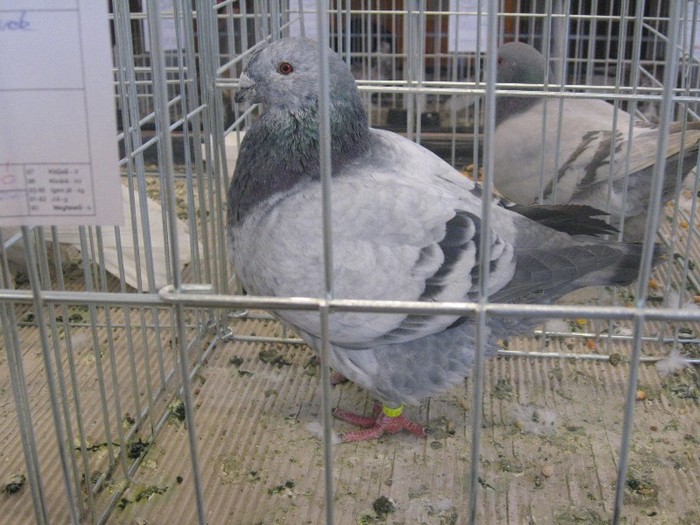 galambok 2011 310