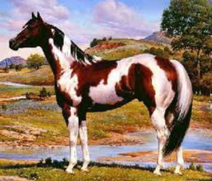 paint horse