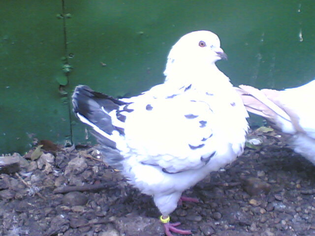 LEOPARDU.(1348); f 2011
