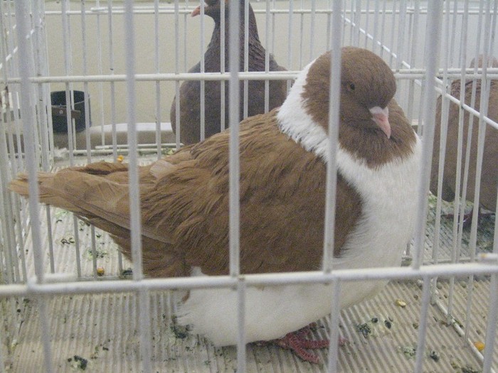 galambok 2011 334 - expozitia de la Ujfalu 2012