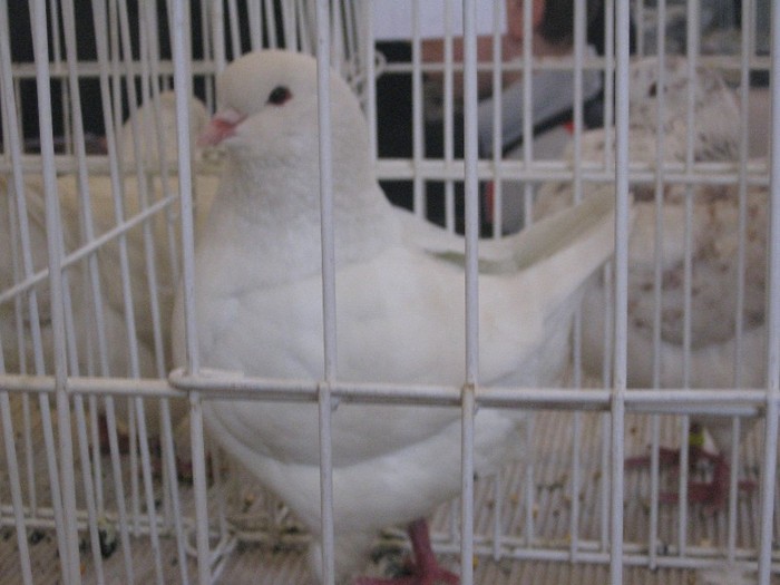 galambok 2011 340 - expozitia de la Ujfalu 2012