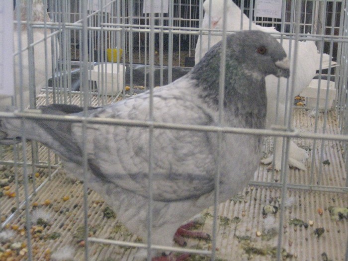 galambok 2011 342