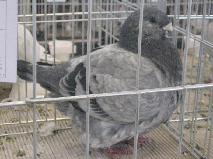 galambok 2011 344 - expozitia de la Ujfalu 2012