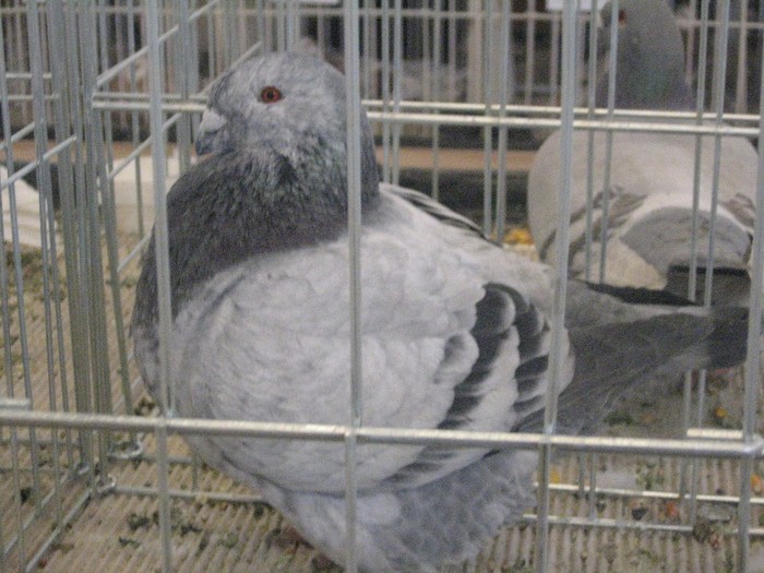 galambok 2011 345 - expozitia de la Ujfalu 2012