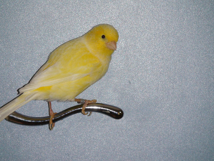 DSC01627 - canari 2011