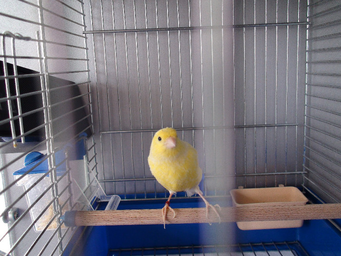 DSC01785 - canari 2011