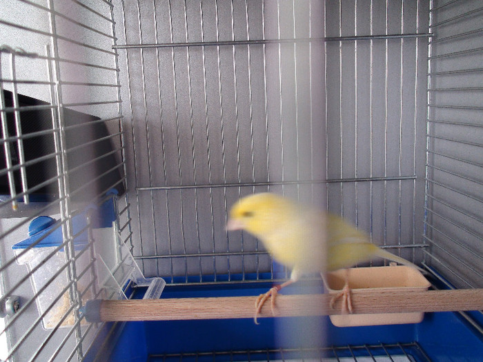 DSC01786 - canari 2011