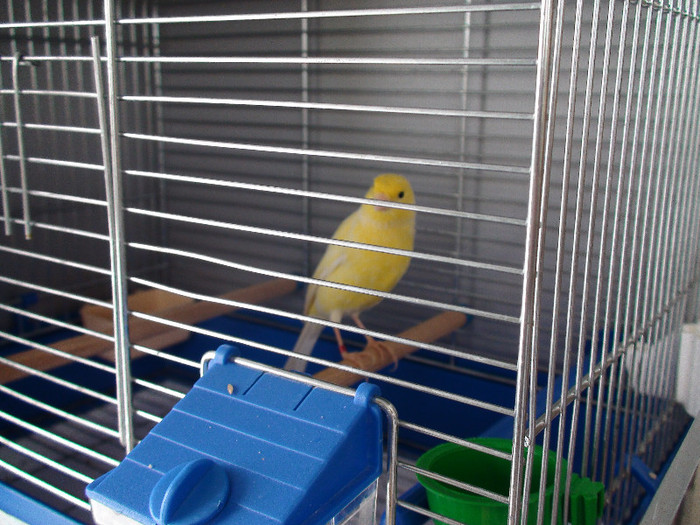 DSC01791 - canari 2011