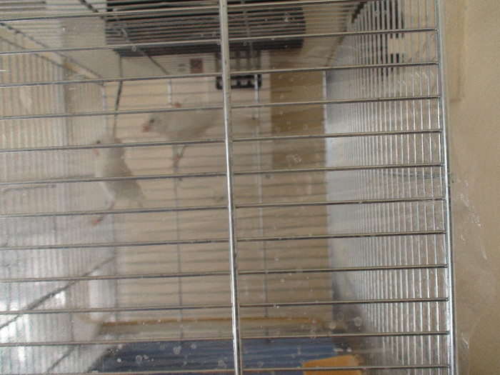 canari pui malinoa cu roller - canari 2011