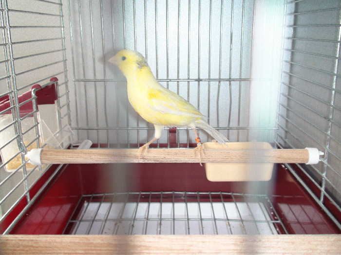 canarita orpheus cu malinoa