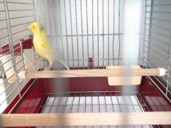 canarita orpheus cu malinoa