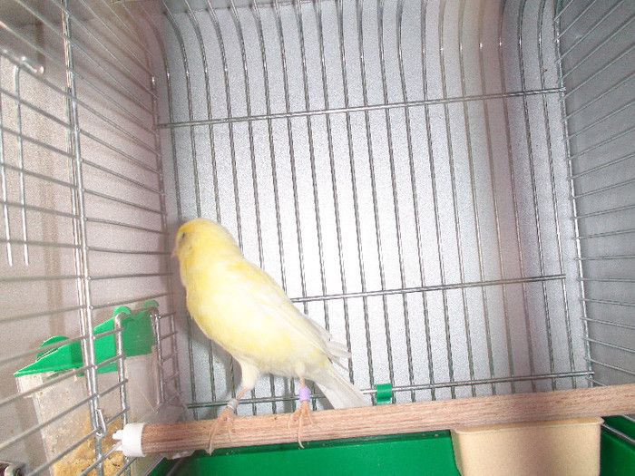 canarita malinoa cu roller - canari 2011