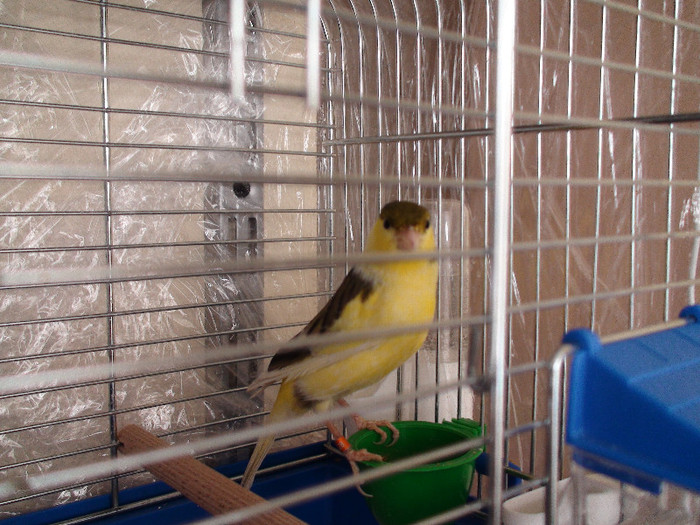 canar slavujar - canari 2011