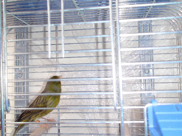 canary orpheus (inel bulgaria) - canari 2011