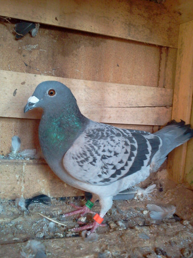 pandorf - PORUMBEI MEI