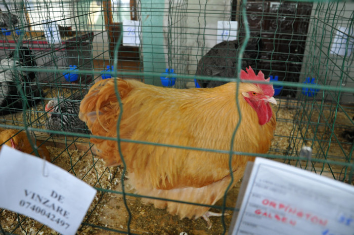 DSC_0546