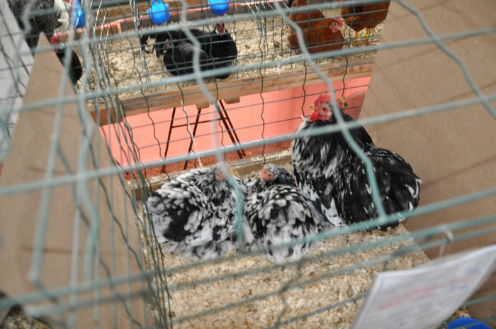 DSC_0585