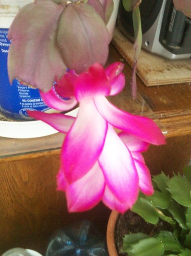 deocamdata, ... - schlumbergera 2011_2012