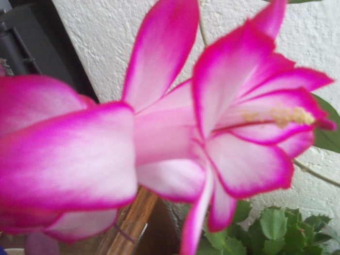 sunt singurica,.. - schlumbergera 2011_2012