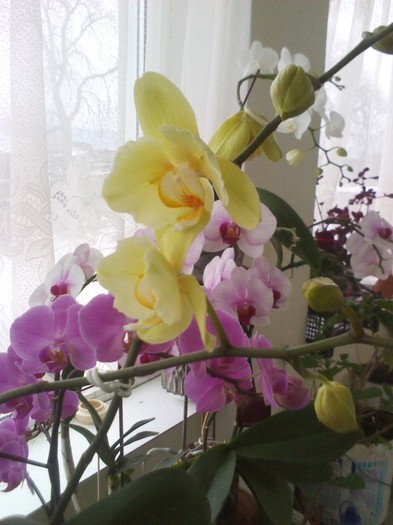 am mai crescut.12.02.2012