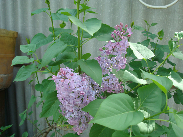 DSC00929 SYRINGA VULGARIS - ARBORI FRUCTIFERI SI ARBUSTI ORNAMENTALI